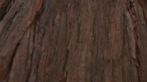 View of tree bark to forest Stock Footage 91707228