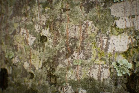 View of tree bark texture and background. Use for nature concept Stock Photos