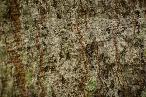 View of tree bark texture and background. Use for nature concept Stock Photos