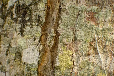 View of tree bark texture and background. Use for nature concept Stock Photos