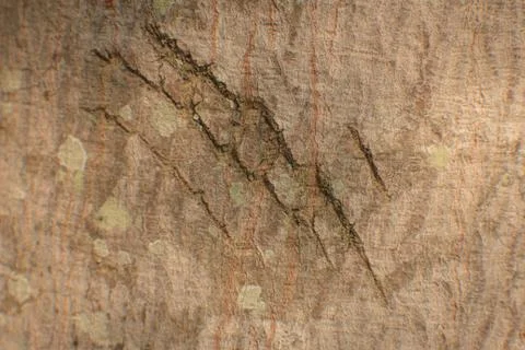View of tree bark texture and background. Use for nature concept Stock Photos