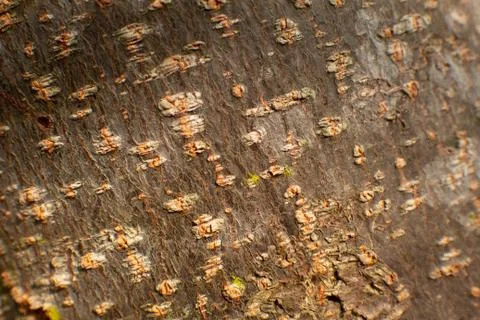 View of tree bark texture and background. Use for nature concept Stock Photos