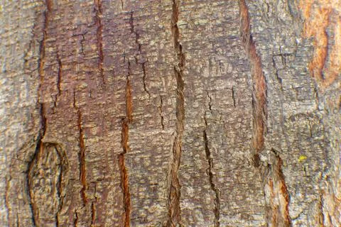 View of tree bark texture and background. Use for nature concept Stock Photos