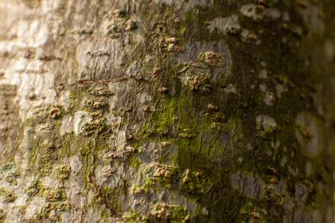 View of tree bark texture and background. Use for nature concept Foto stock