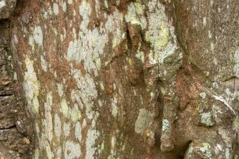 View of tree bark texture and background. Use for nature concept Stock Photos
