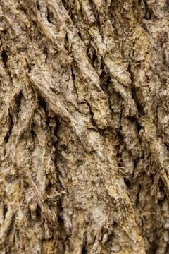 View of tree bark texture and background. Use for nature concept Stock Photos