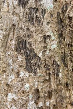 View of tree bark texture and background. Use for nature concept Stock Photos