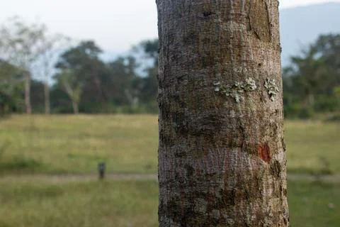 View of tree bark texture with natural background. Use for nature concept. Foto stock