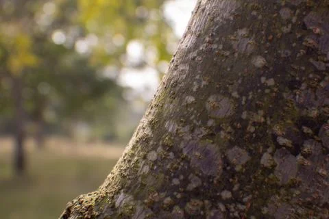 View of tree bark texture with natural background. Use for nature concepy Stock Photos