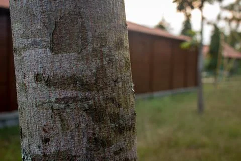 View of tree bark texture of a tree in a forest resort. Stock Photos