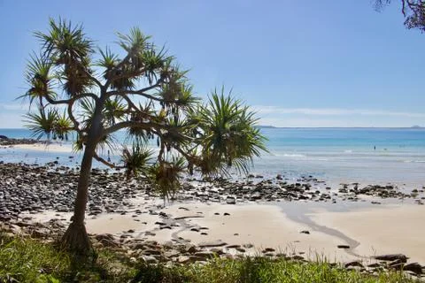 View of tree, beach and see at Noosa, Queensland, Australia Stock Photos
