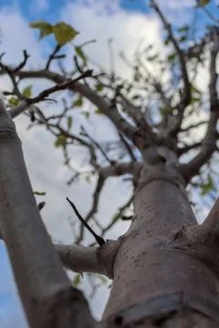 View of a tree from below Stock Photos
