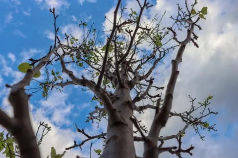 View of a tree from below Stock Photos