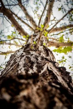 View of a tree from below Stock Photos