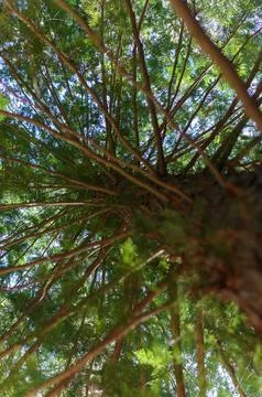 View of the tree from below. Westvi tree from the trunk. Tree trunk and man.. Foto stock