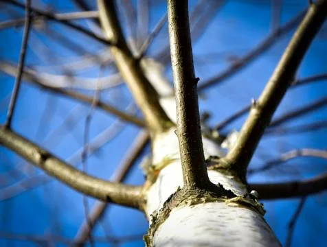 View up up into a tree birch Stock Photos