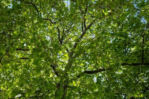 Up view in a tree with blue sky and green leaves Stock Photos