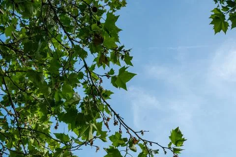 Up view in a tree with blue sky and green leaves 库存照片