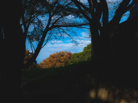 View of a tree with a blue sky in the background Stock Photos
