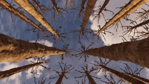 View of tree from the bottom 库存影片 229947976