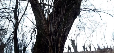 View of the tree from the bottom up Stock Footage 230628027