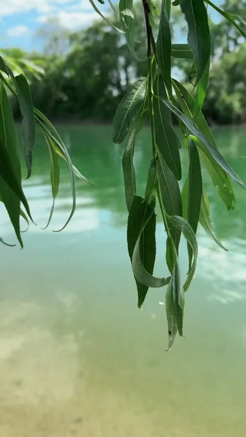View of tree branch close up summer river on background Video stock 247689344