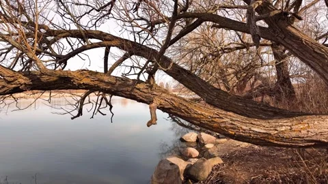 A View Of A Tree Branch Hanging Over The Water Stock Footage 294252782