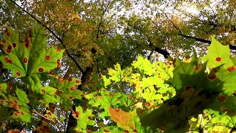 View of tree branches with autumn leaves in park. Yellow autumn colors of Stock Footage 160126028