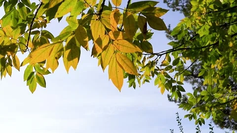 View of tree branches with autumn leaves in park. Yellow autumn colors of Stock Footage 160126036