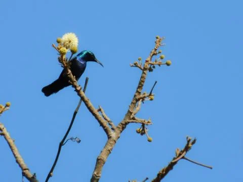 View of tree branches with a bird blue sky background Foto stock