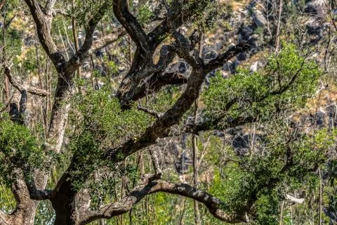 View of tree branches with blurred background Stock Photos