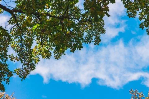 A view of the tree branches from the bottom up. blue sky with clouds on backg Stock Photos