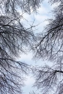 View of an tree branches covered with ice Stock Photos