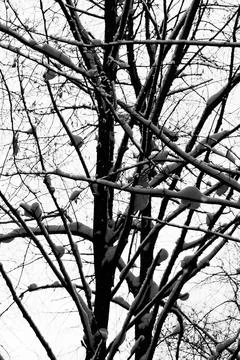 View of tree branches covered with snow against a clear sky in winter Stock Photos