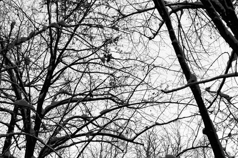 View of tree branches covered with snow against a clear sky in winter Stock Photos