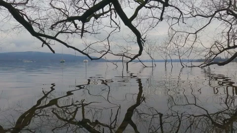 View of tree branches in lake water reflecting on surface, low angle Vídeo Stock 279429053