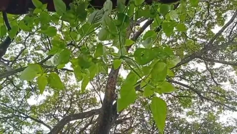 View of tree branches large and filled with lush green leaves. Stockbeeldmateriaal 329468647