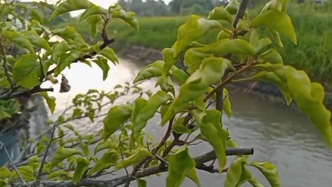 A view of tree branches with light green leaves growing on the river bank. Stock Footage 323449073