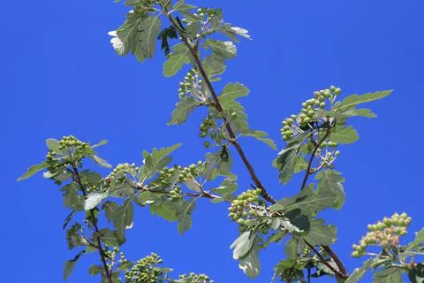 The view on the tree branches of the  oakleaf mountain ash with green berries Stock Photos