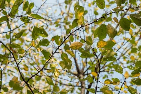 View at tree branches Stock Photos