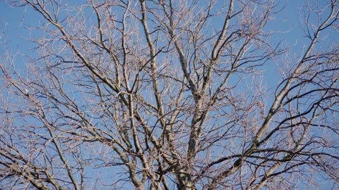 View of tree branches reaching up toward the sky, capturing natural shapes and 스톡 동영상 331140126