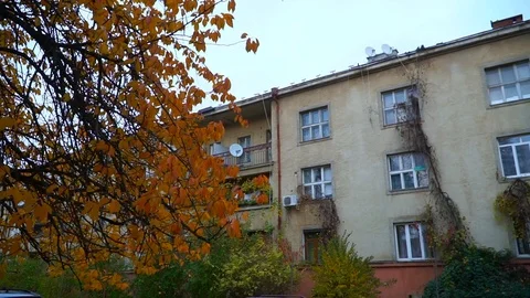 View of a tree with a building on a background. Stock Footage 119767354