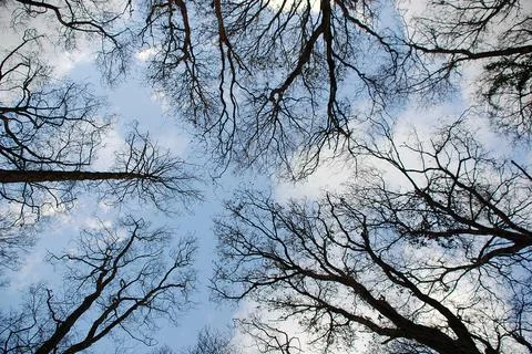 View of tree canopies Stock Photos