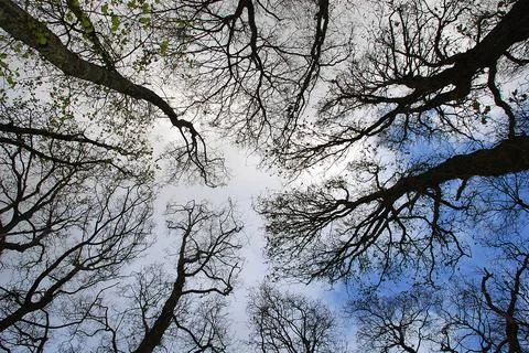 View of tree canopies Stock Photos