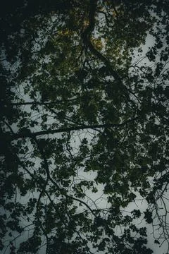 View of Tree Canopy Against Cloudy Sky Stock Photos