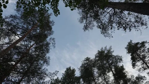 View of a tree canopy from below Stock-Footage 293159421