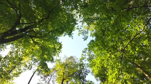 View of tree canopy from below, with sunlight filtering through green leaves. Stock Footage 288834563