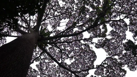 View of the tree canopy from the ground Stock Footage 94480532