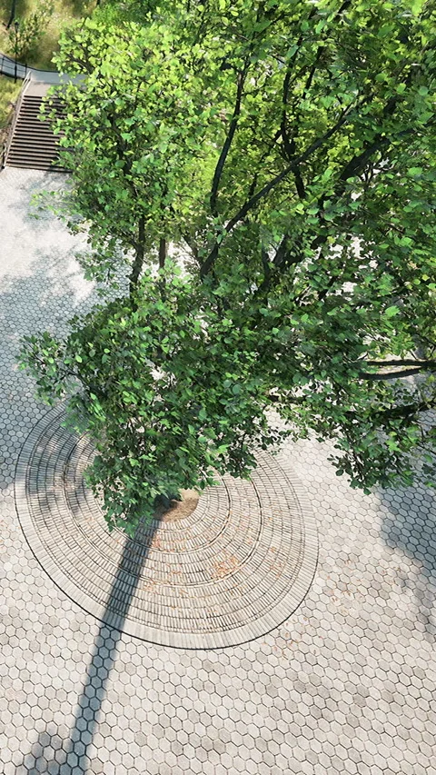View of a tree casting shadow on a stone pavement in a park setting Stock Footage 338417017