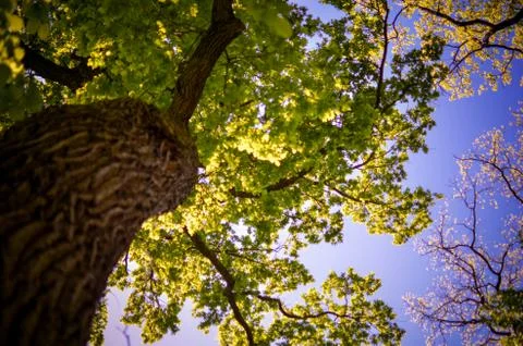 View in a tree crown from below Stock Photos